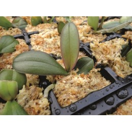 New Zealand Sphagnum Moss - Premier (150g, 12L)