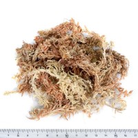 Spagmoss Sphagnum Peat Moss Bonsai potting moss