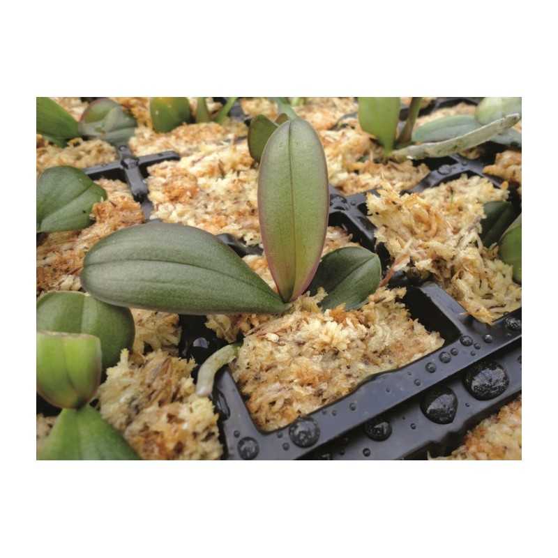 Besgrow Spagmoss 40L | Sphagnum Moss for Orchids for Plants