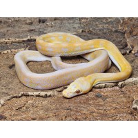 Lavender Albino Marble...