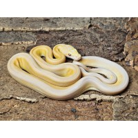 Lavender Albino Sunfire Tiger Marble – Male