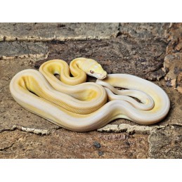 Lavender Albino Sunfire Tiger Marble – Samiec