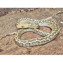 Mochino Marble Jaguar – Female