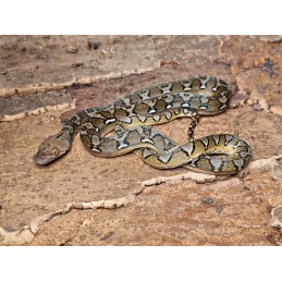 Sunfire 66% het Anthrax – Samica