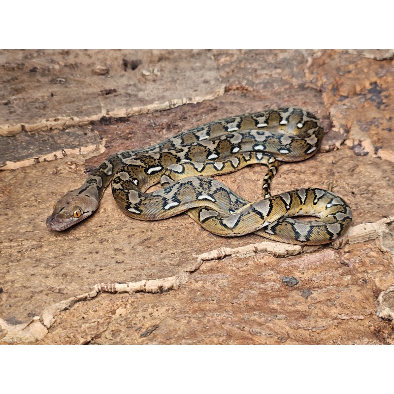 Sunfire 66% het Anthrax – Female