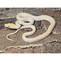 White Albino Jaguar – Male