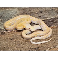 White Albino Marble Tiger – Female