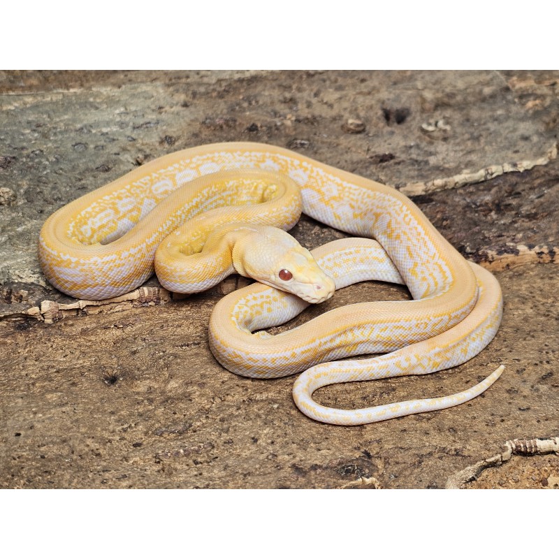 White Albino Marble Tiger – Female