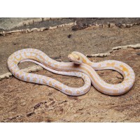 White Albino Marble – Samica