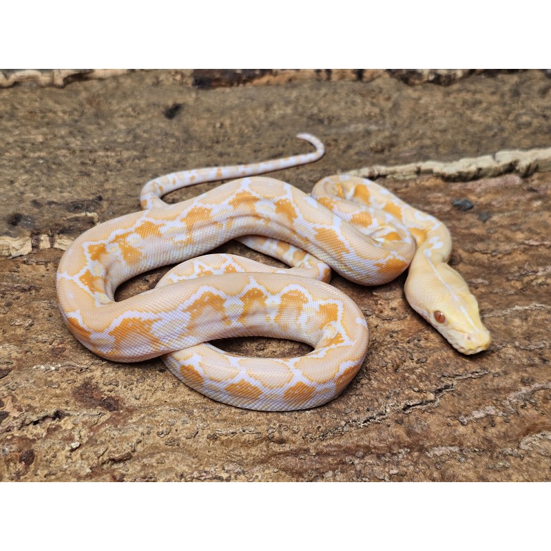 White Albino – Samica