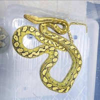 Platinum Phantom 50%...