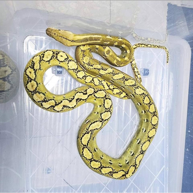 Platinum Phantom 50% Kayuadi – Male