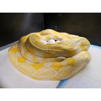 White Albino Sunfire – Samica