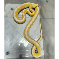 Lavender Albino Motley Platinum – Male
