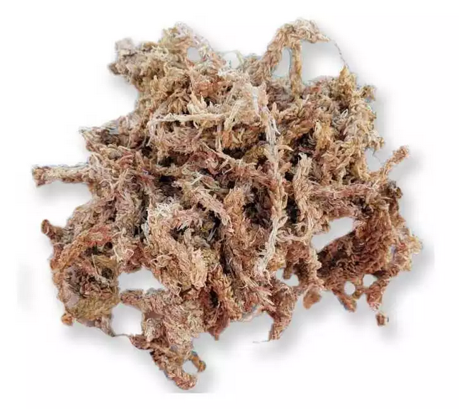 Leksykon terrarystyczny - Litera "S"